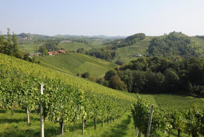 Südsteirische Weinstrasse Weinberg