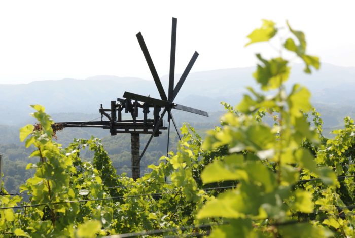 Weingut Steiermark Weinberg
