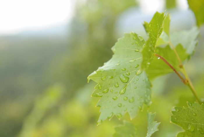 Weingut Steiermark Weinstock