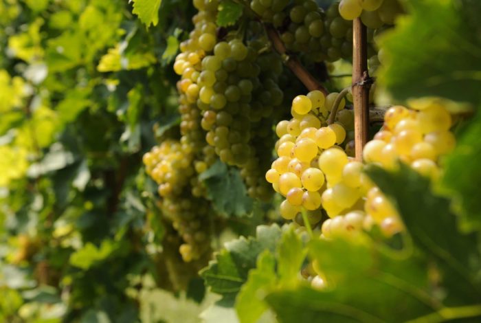 Weingut Steiermark Reben
