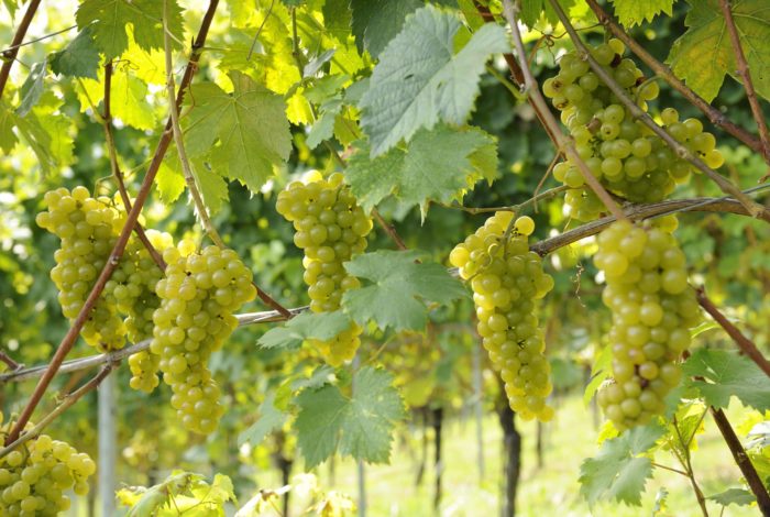 Weingut Steiermark Reben